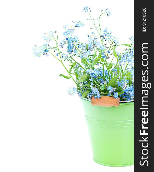 Bunch of forget-me-nots flowers in green bucket