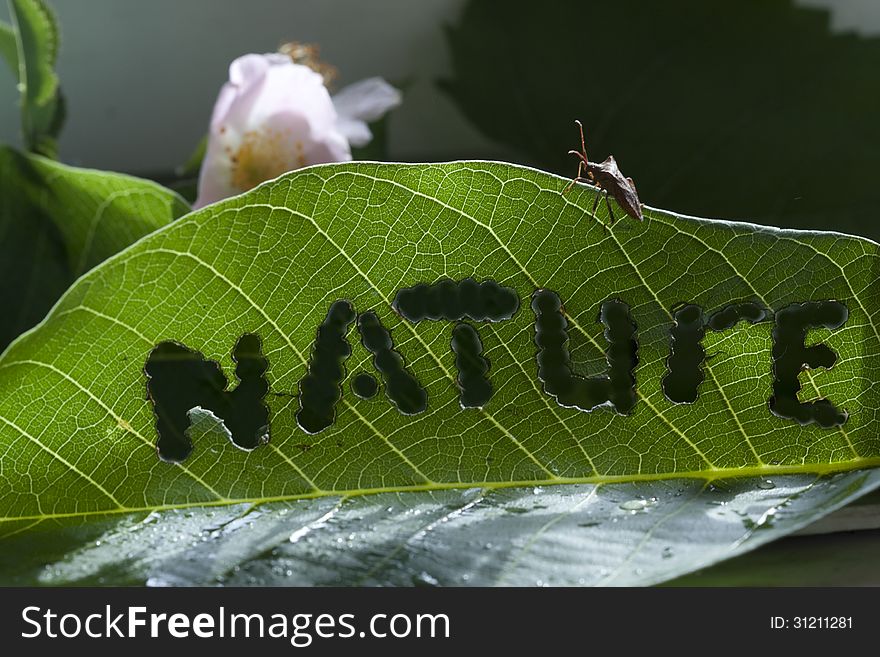 Green leaf with the word nature beetle