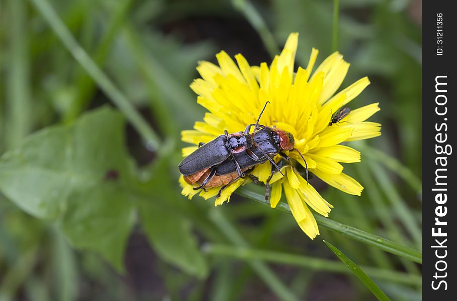 Beetle fireman (Cantharidae) - has a soft cover the body, and the body is elongated . Beetle fireman (Cantharidae) - has a soft cover the body, and the body is elongated .
