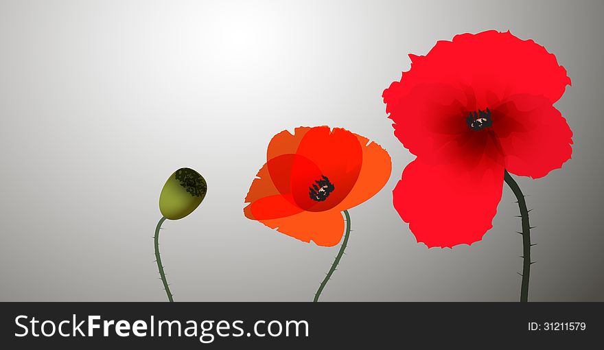 Three poppies on the grey background