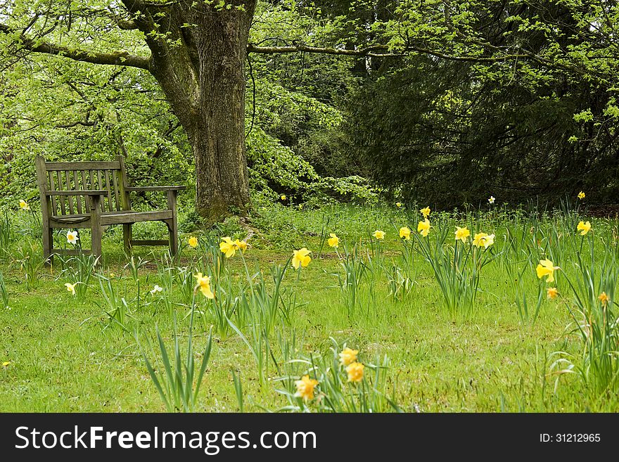 Empty wooden park bench overlooking daffodils. Empty wooden park bench overlooking daffodils