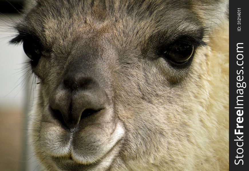 Close up of a lama