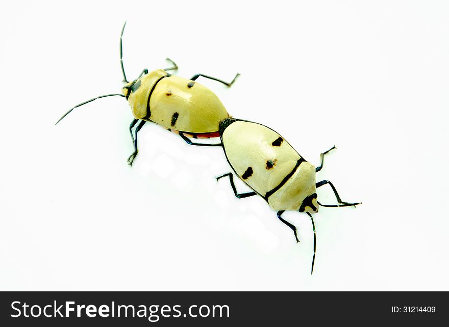Bugs mating isolated with white background.