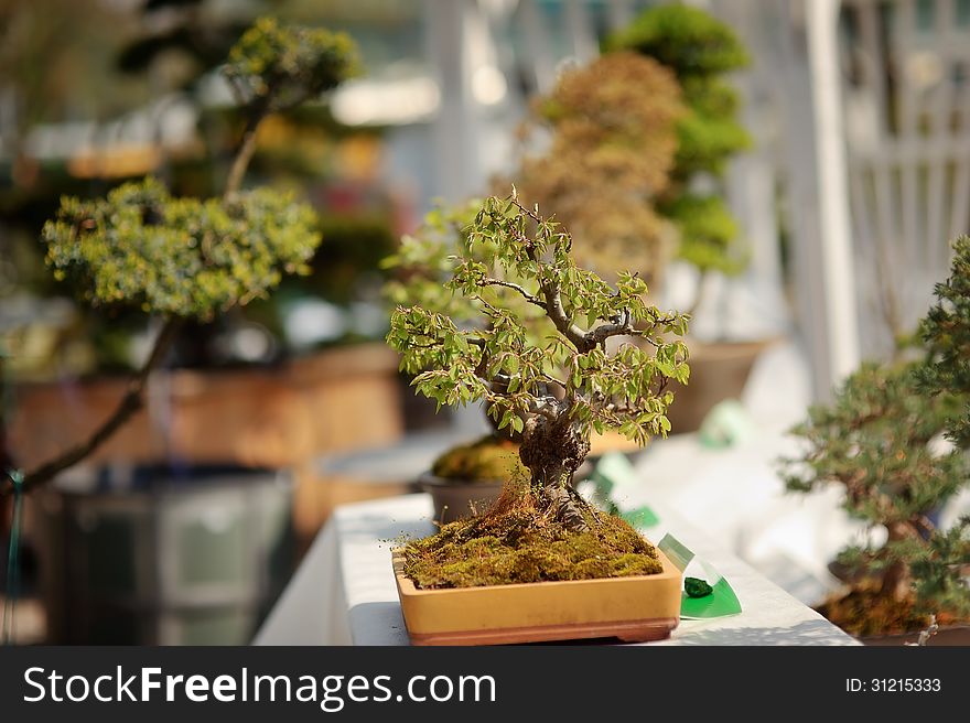 Chinese decorative bonsai tree in a beautiful pot