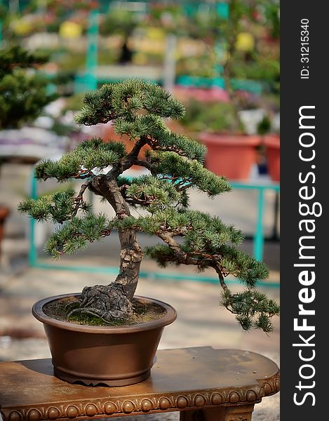 Chinese decorative bonsai tree in a beautiful pot