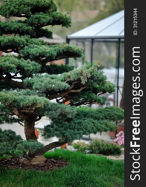 In a large green park tree grown in a traditional Chinese style. In a large green park tree grown in a traditional Chinese style