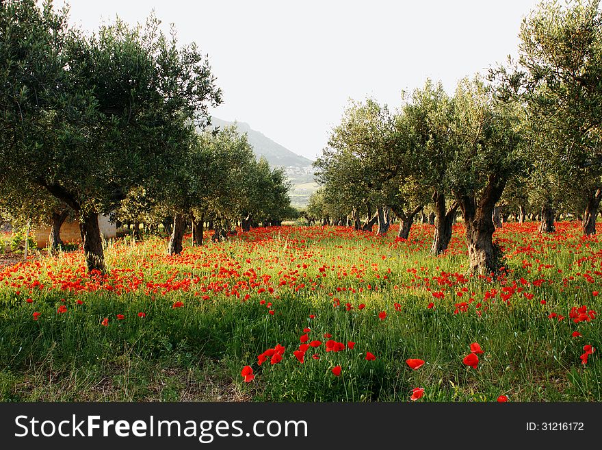 Olive Trees On A Carpet Of Poppies2