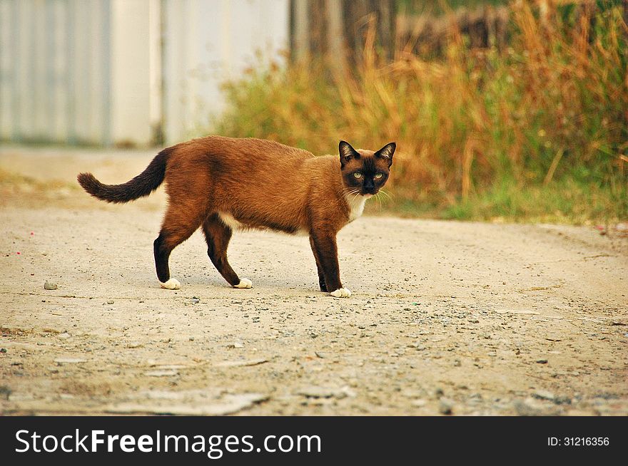 Brown Thai cat standing on a road.