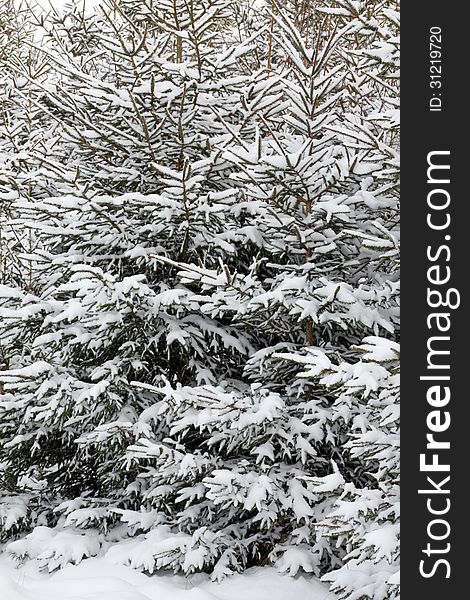 Snowy spruce trees in the forest. Snowy spruce trees in the forest