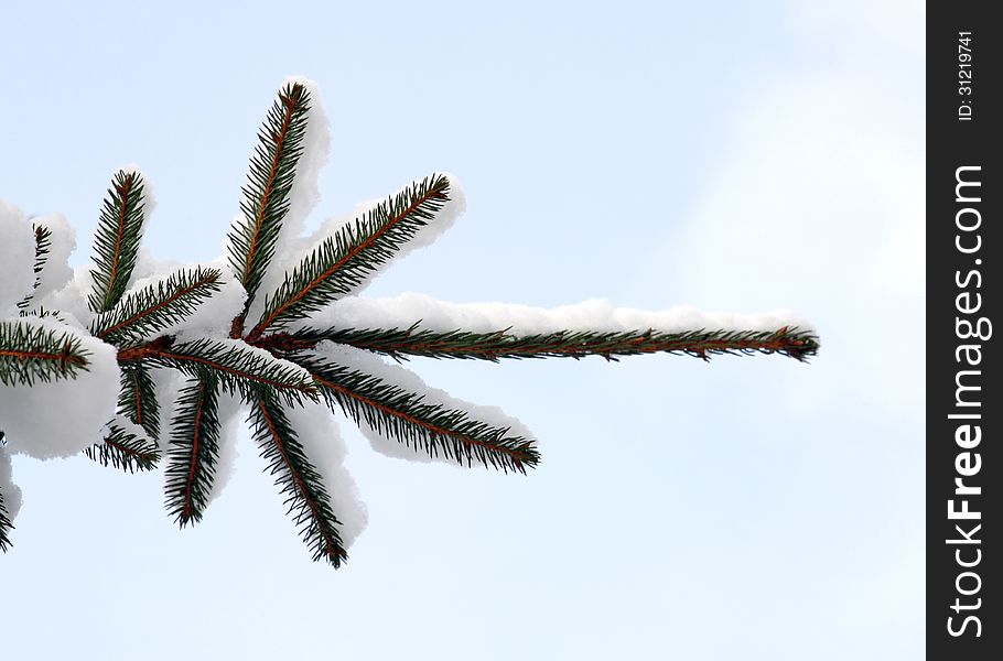 Snowy tips of spruces relating to the blue sky. Snowy tips of spruces relating to the blue sky