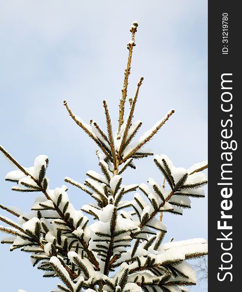 Snowy tips of spruces relating to the blue sky. Snowy tips of spruces relating to the blue sky