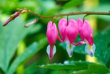 Dicentra Spectabilis Close-up Royalty Free Stock Photography Dicentra Spectabilis Close-up Royalty Free Stock Photography