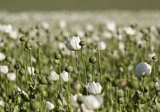 Field Of Opium Poppy &x28;Papaver Somniferum&x29; Stock Images Field Of Opium Poppy &x28;Papaver Somniferum&x29; Stock Images