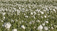 Field Of Opium Poppy &x28;Papaver Somniferum&x29; Royalty Free Stock Photography Field Of Opium Poppy &x28;Papaver Somniferum&x29; Royalty Free Stock Photography