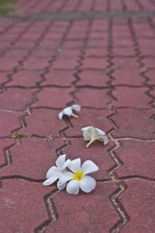Withe Plumeria Flowers On Public Roads Royalty Free Stock Image