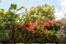 Beauatiful Classical Mediterranean Garden Royalty Free Stock Image Beauatiful Classical Mediterranean Garden Royalty Free Stock Image