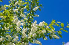 Spring Bird Cherry Blossoms Royalty Free Stock Image Spring Bird Cherry Blossoms Royalty Free Stock Image