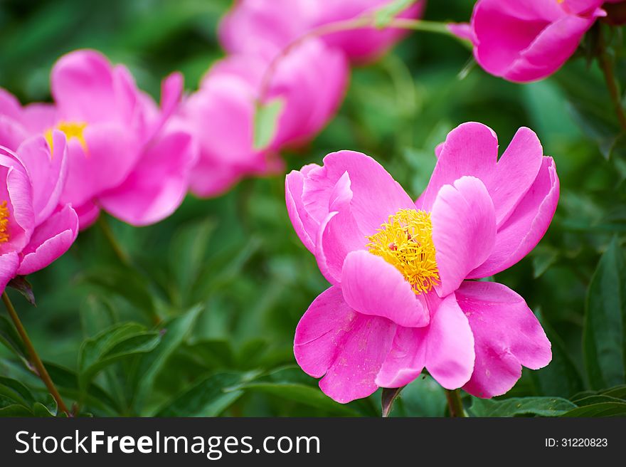 Chinese Herbaceous Peony