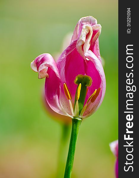 A Faded Tulip