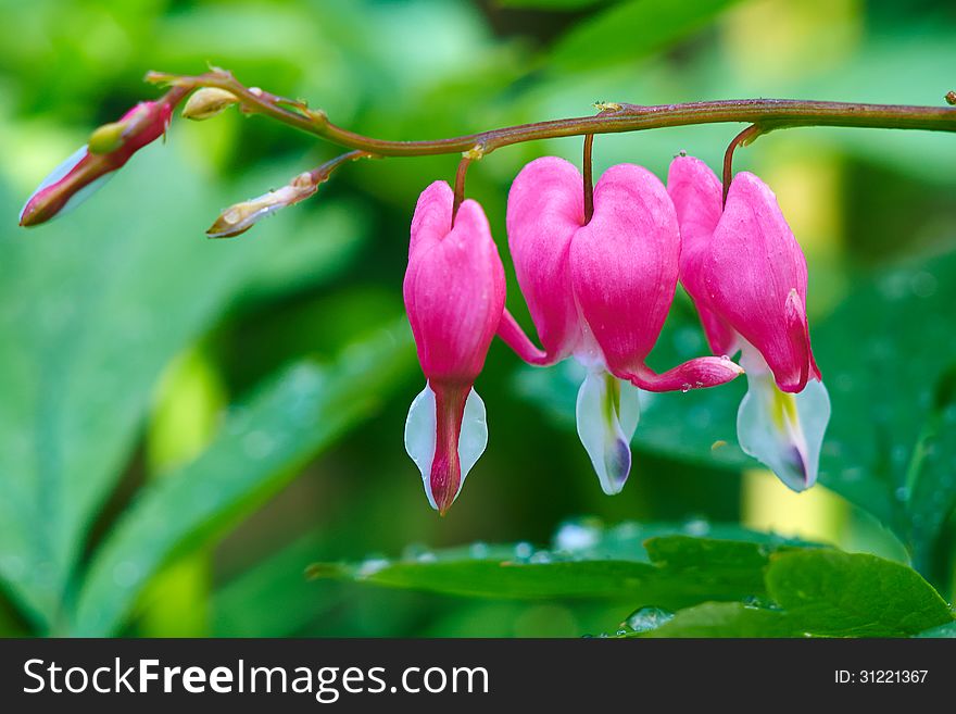 The image taken in china's daqing city residence community,private garden .Dicentra spectabilis. The image taken in china's daqing city residence community,private garden .Dicentra spectabilis.