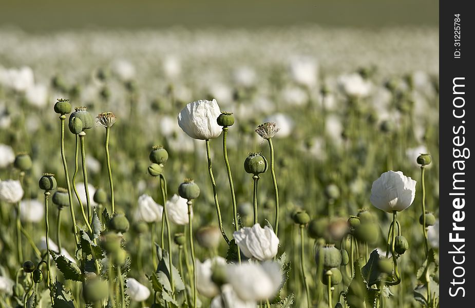 Field Of Opium Poppy &x28;Papaver Somniferum&x29;