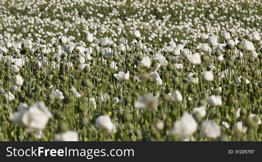 Field of Opium Poppy &#x28;Papaver somniferum&#x29