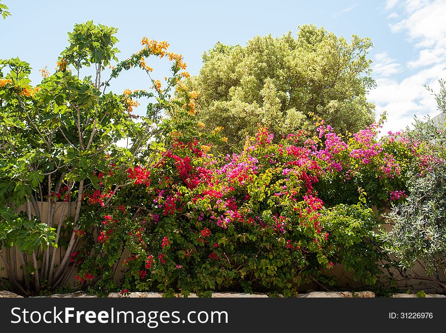 Beauatiful classical Mediterranean garden with blooming flowers and plants