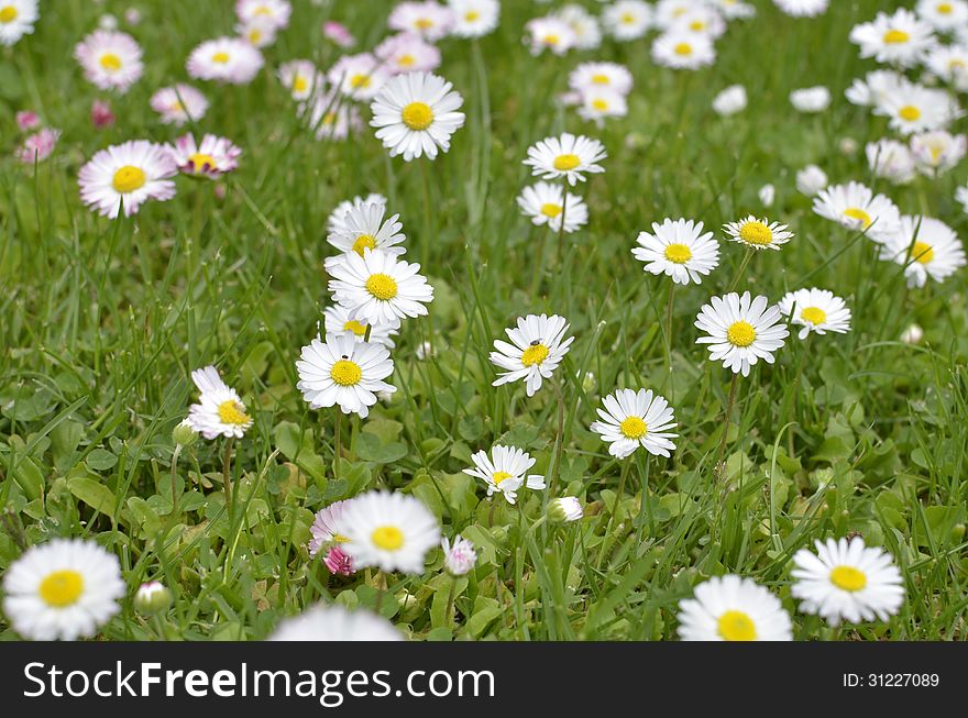 Green Meadow Full of Daisy Flowers