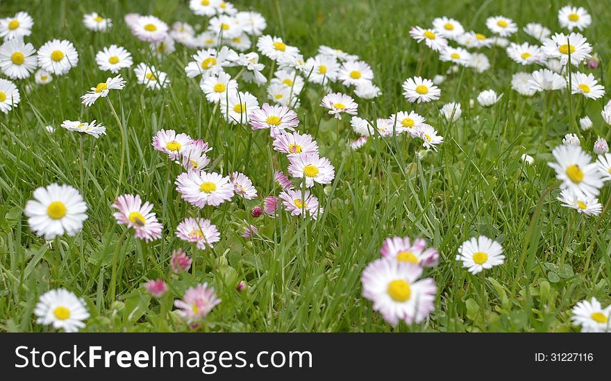 Green Meadow Full Of Daisy Flowers