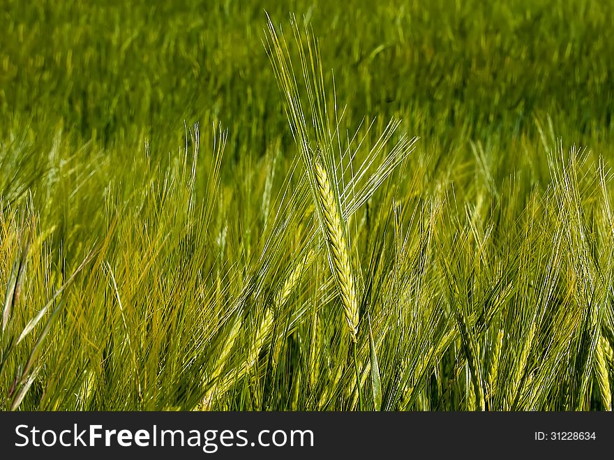 Green barley field on a nice spring day. Green barley field on a nice spring day