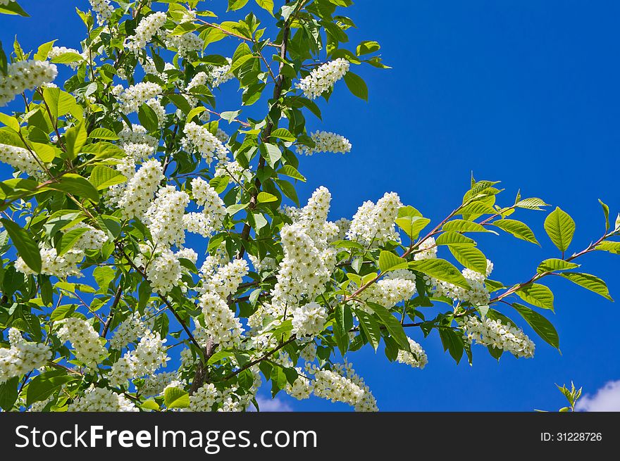 Spring bird cherry blossoms on a sunny day