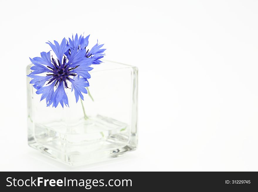 Purple cornf flower in a glass vase isolated on a white background. Purple cornf flower in a glass vase isolated on a white background