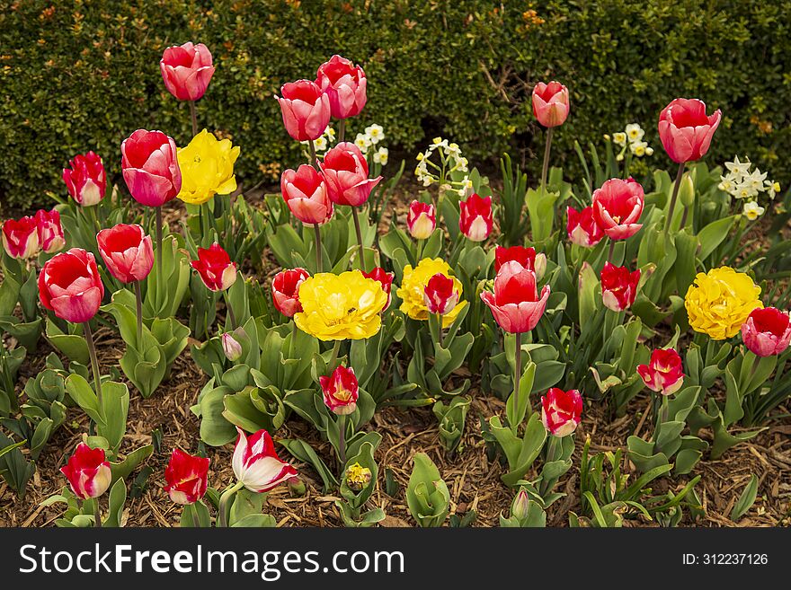 Spring Pink Tulips and Yellow Roses blooming and growing in the flower garden