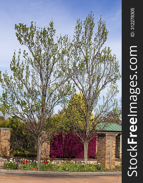 Two green trees and and tulip flowers at the entry way of an outdoor garden located at Paul J Ciener Botanical Gardens in the city and state of Kernersville, North Carolina