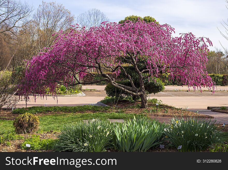 One Small Tree Blooming With Pink Blossoms At An Outdoor Garden