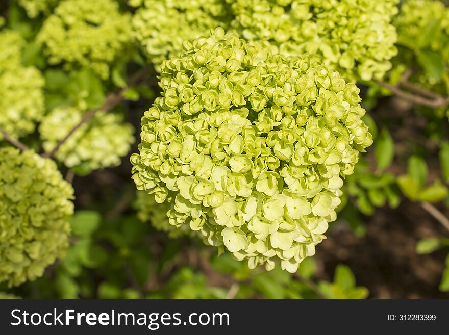 Bright green flower petals blooming on a tree at an outdoor flower garden