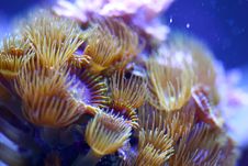 Yellow Polyp Sea Mat Coral Stock Images