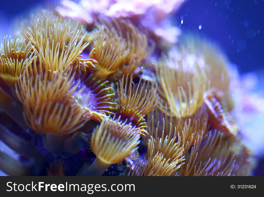 This is a macro close up shot of a yellow polyp sea mat coral variety. It grows in a salt water reef aquarium quite vigorously.