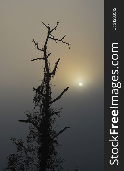 Silhouette of a Tree in the Sunrise. Silhouette of a Tree in the Sunrise