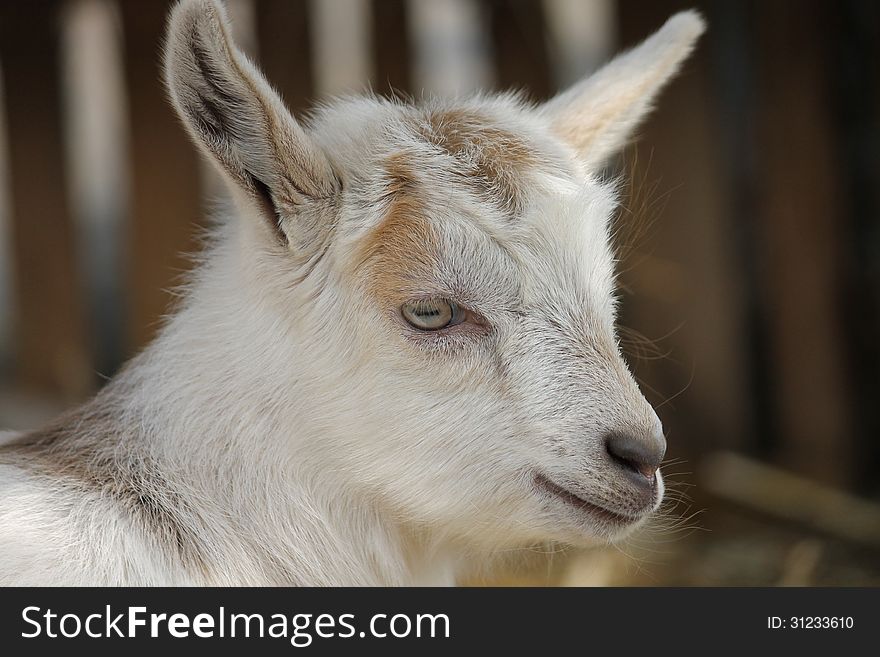 Billy goat in a farm. Billy goat in a farm