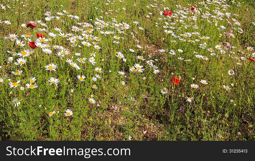 Rural field of daisies and poppies in Italy.