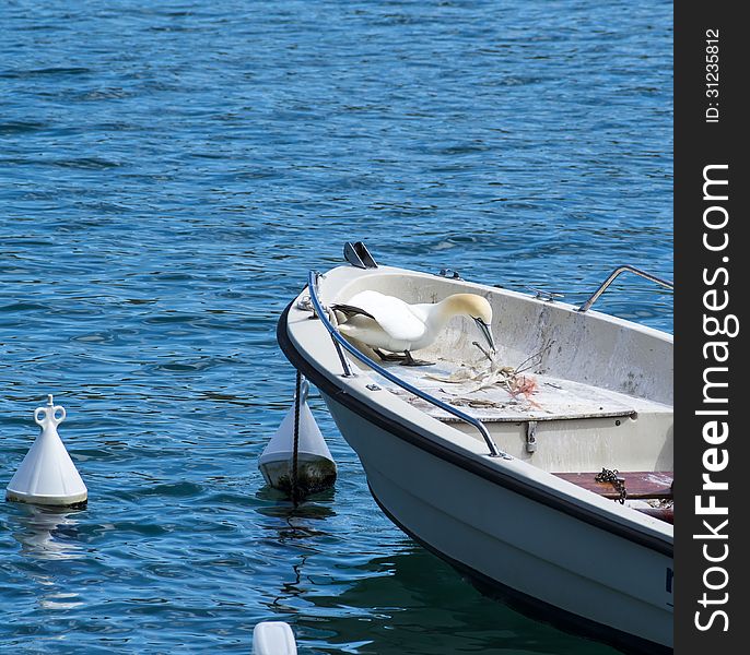 Rare beautiful gannet in the gulf of la spezia in portovenere