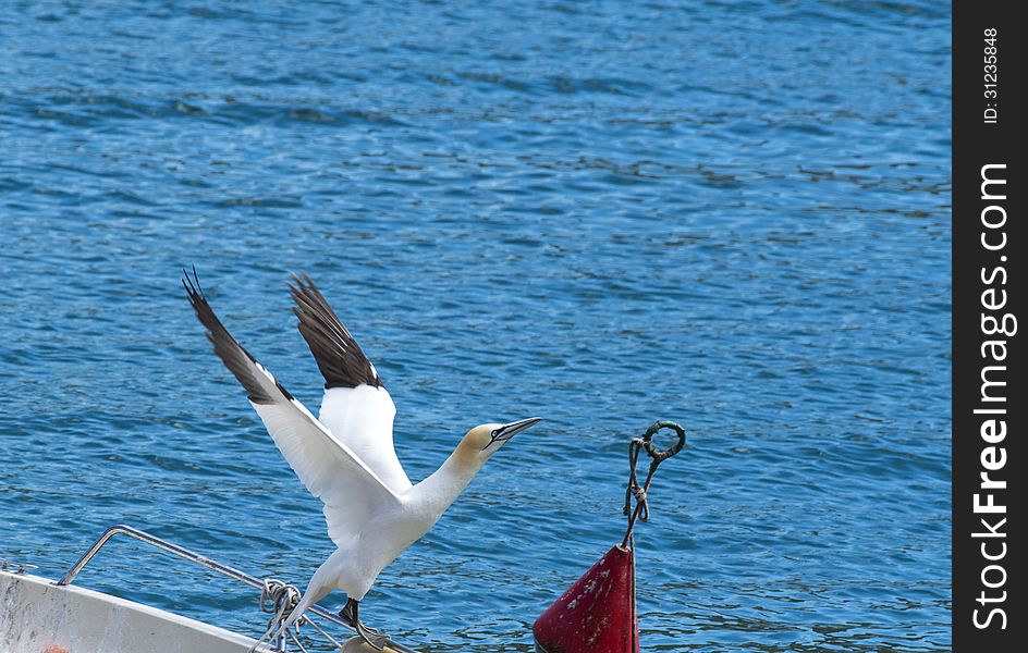 Rare beautiful gannet in the gulf of la spezia in portovenere