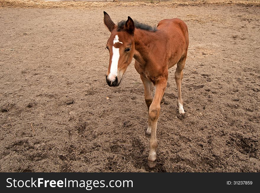 Bay foal walking front on the ground