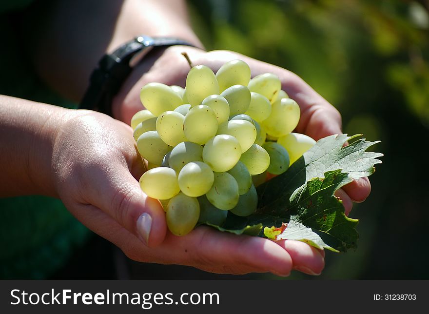 Bunch of ripe white grapes in palm. Bunch of ripe white grapes in palm