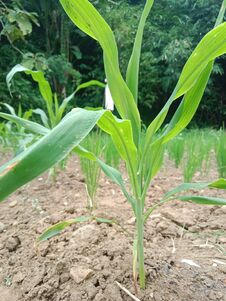 Corn Is One Of The Most Important Carbohydrate-producing Food Crops In The World, Apart From Wheat And Rice. For Residents Of Cent Stock Image