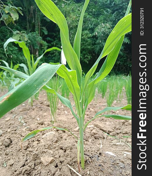 Corn is one of the most important carbohydrate-producing food crops in the world, apart from wheat and rice. For residents of Central and South America, ears of corn are the staple food, as for some residents of Africa and several regions in Indonesia.