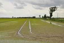 Italian Flooded Rice Fields By Novara Stock Photography Italian Flooded Rice Fields By Novara Stock Photography