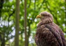White-tailed Sea-eagle Royalty Free Stock Photography