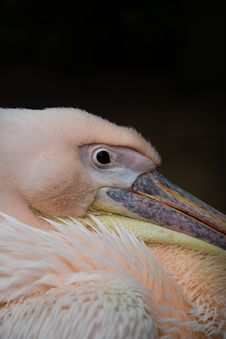 Pink Pelican, Resting In The Shade Stock Image Pink Pelican, Resting In The Shade Stock Image
